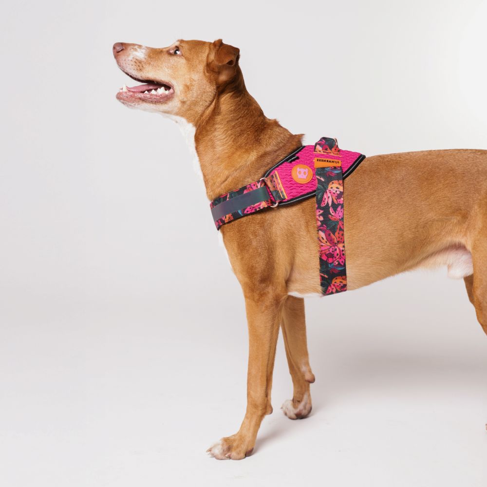 Zee.Dog FlyHarness - Selva