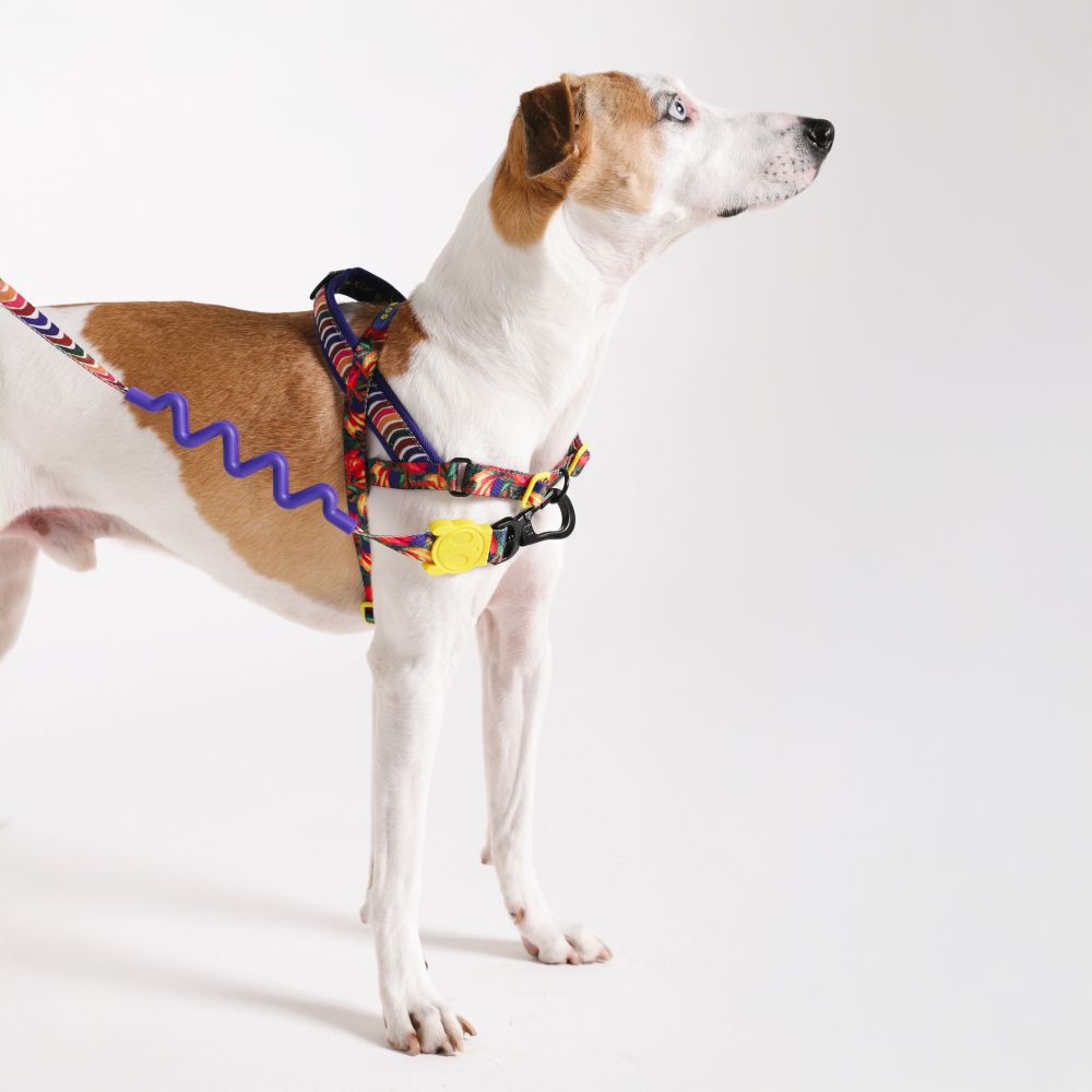 Zee.Dog Softer Walk Harness - Samba