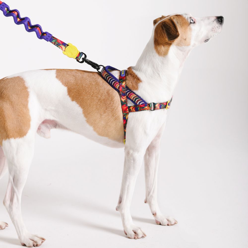 Zee.Dog Softer Walk Harness - Samba