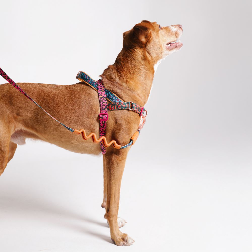Zee.Dog Softer Walk Harness - Selva