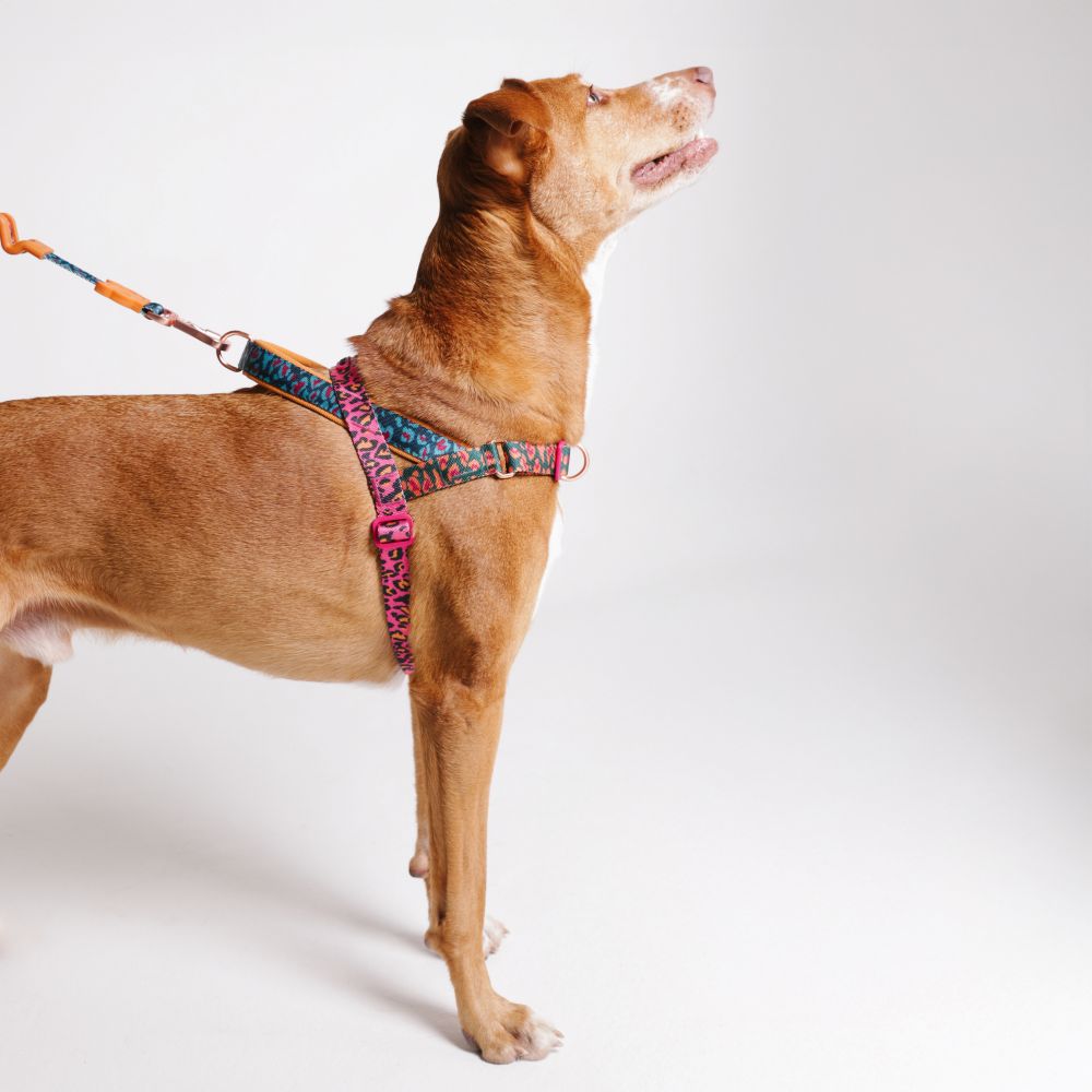 Zee.Dog Softer Walk Harness - Selva