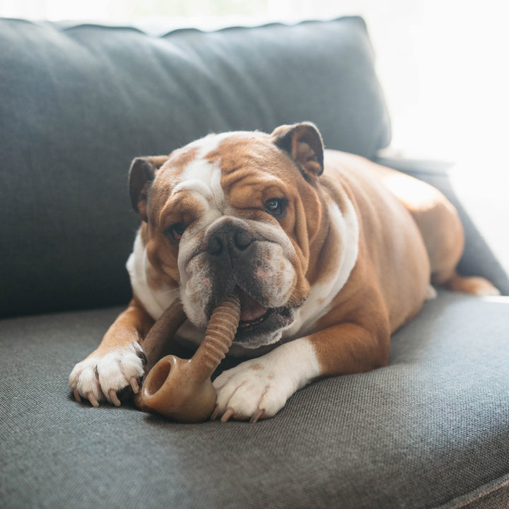 NEW!  Benebone Bacon Ring - Medium