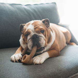 NEW!  Benebone Bacon Ring - Medium