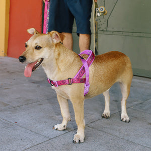 NEW!  Zee.Dog Softer Walk Harness - Brain
