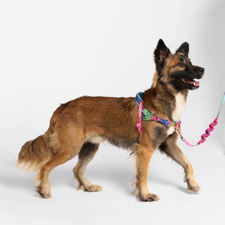 NEW!  Zee.Dog Softer Walk Harness - Melted