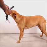 Ltd Edition, Sold Out : Zee.Dog Softer Walk Harness - Voyage