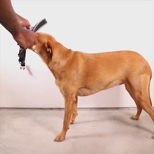 
            
                Load and play video in Gallery viewer, Ltd Edition, Sold Out : Zee.Dog Softer Walk Harness - Voyage
            
        