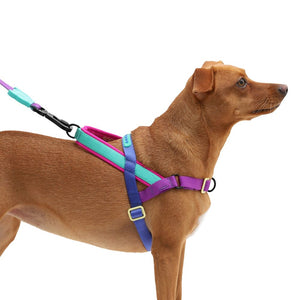 Ltd Edition, Sold Out : Zee.Dog Softer Walk Harness - Shockwave