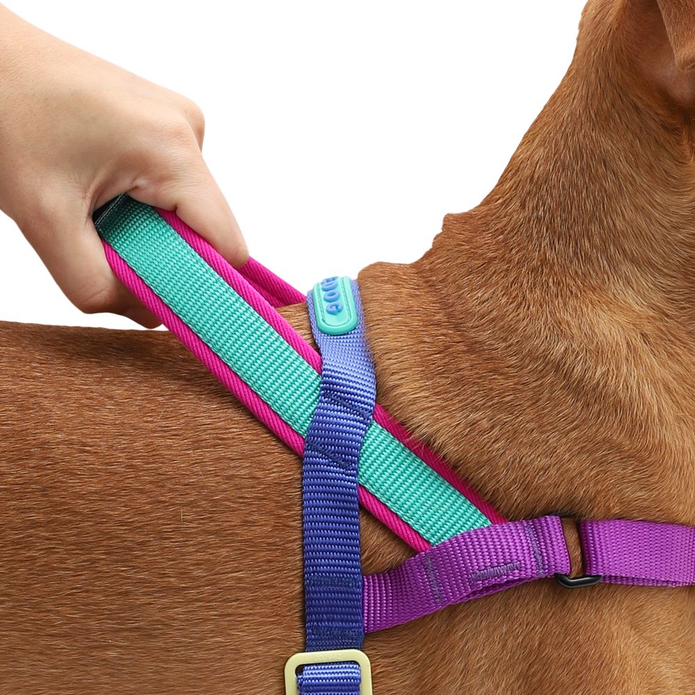 Ltd Edition, Sold Out : Zee.Dog Softer Walk Harness - Shockwave