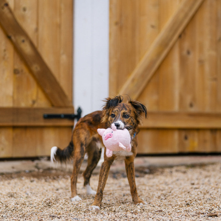 NEW!  P.L.A.Y. Barnyard Buddies - Paul the Pig