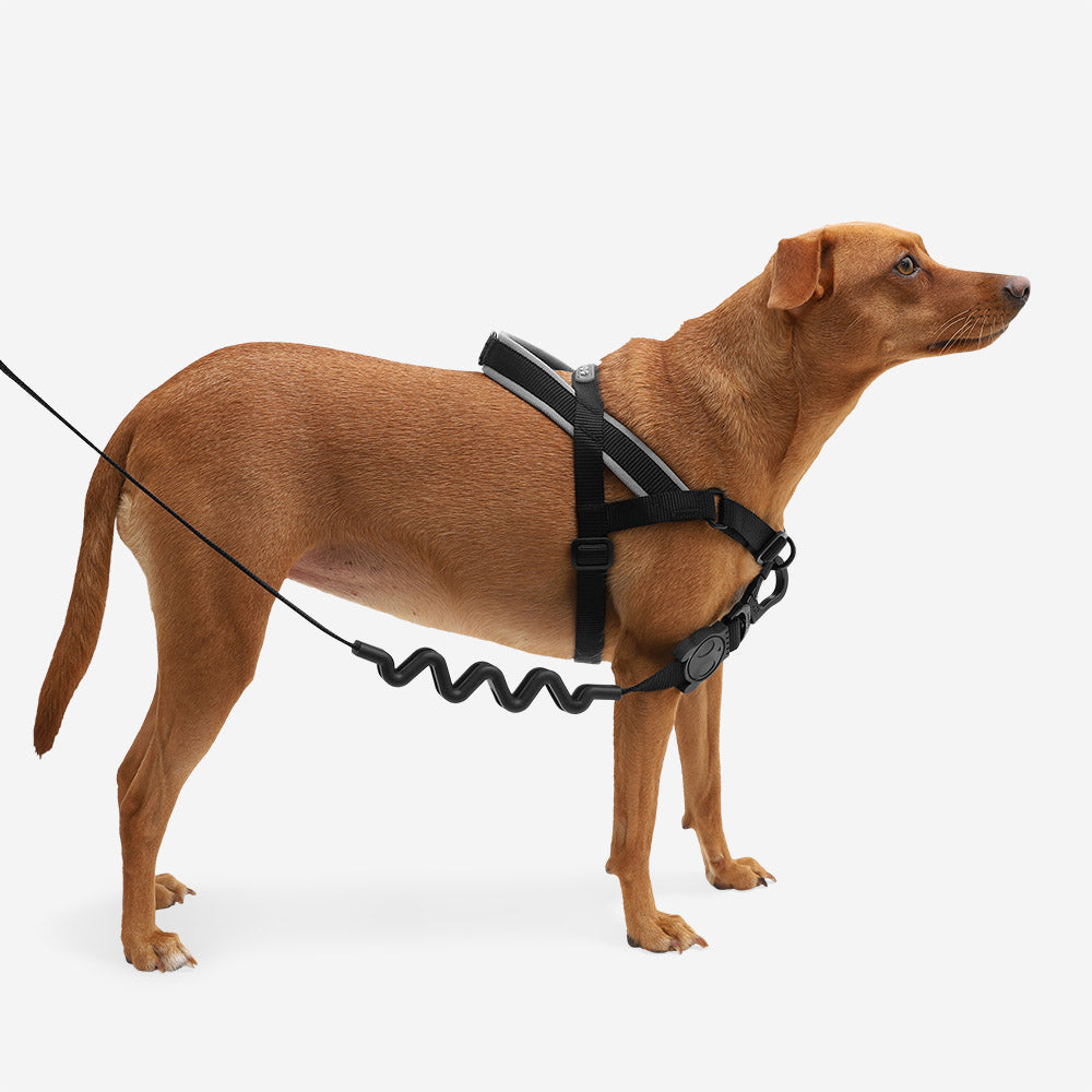 Zee.Dog Softer Walk Harness - Gotham