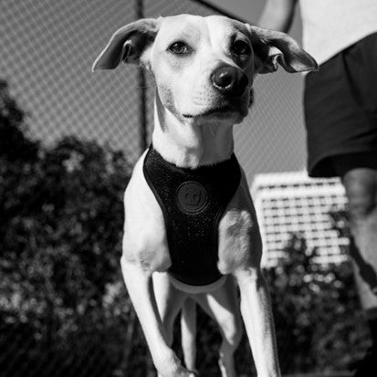 Zee.Dog Adjustable Air Mesh Harness - Gotham