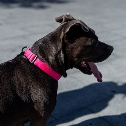 Zee.Dog Collar - LED Pink