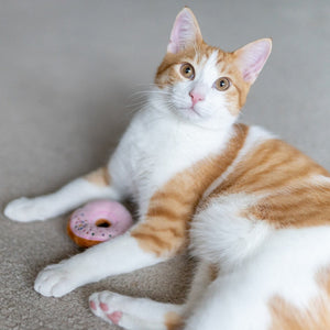 P.L.A.Y. Feline Frenzy - Kitty Kreme Doughnuts (3)