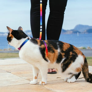 Zee.Cat Harness with Leash - Prisma