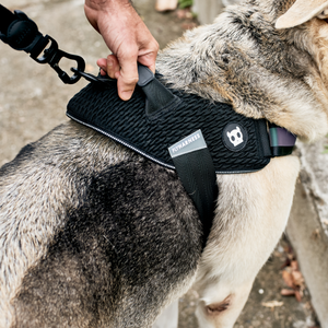 Zee.Dog Fly Harness - Gotham