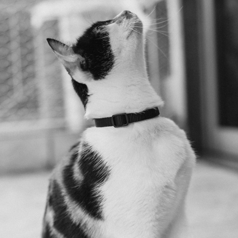 
            
                Load image into Gallery viewer, Zee.Cat Cat Collar - Gotham
            
        