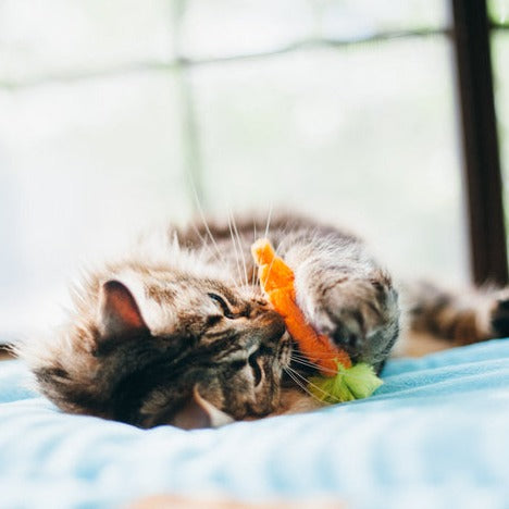 
            
                Load image into Gallery viewer, P.L.A.Y. Feline Frenzy - Farm to Tabby (3)
            
        
