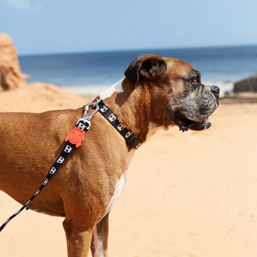 
            
                Load image into Gallery viewer, Zee.Dog Collar - Skull
            
        