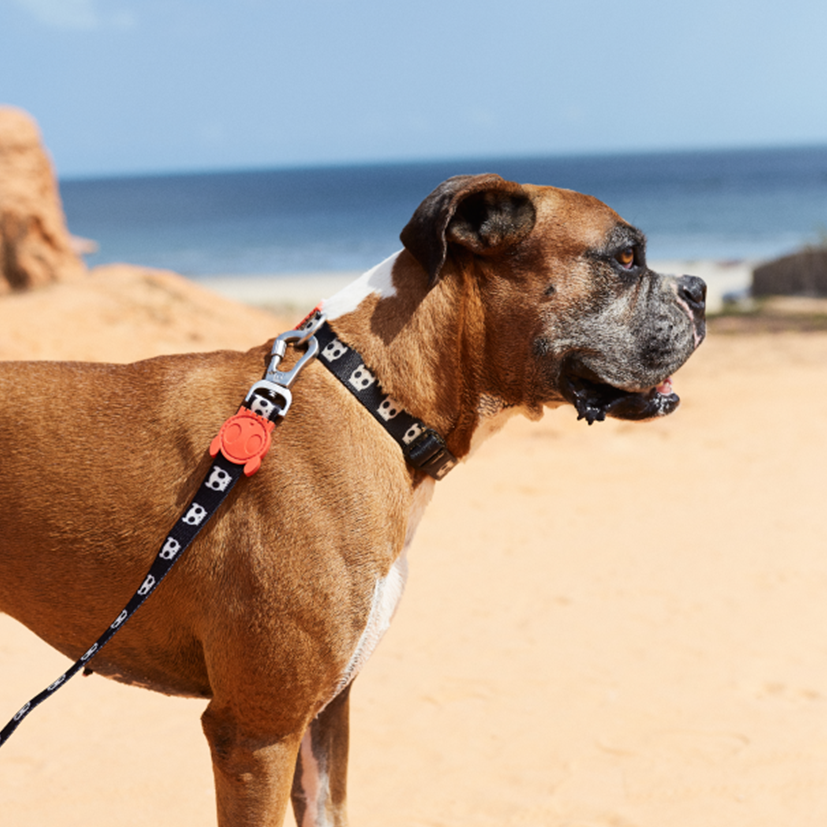 Zee.Dog Collar - Skull