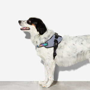 Ltd Edition, Sold Out : Zee.Dog Fly Harness - Urban