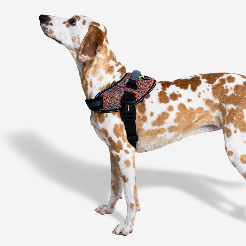 Zee.Dog Fly Harness - Vortex